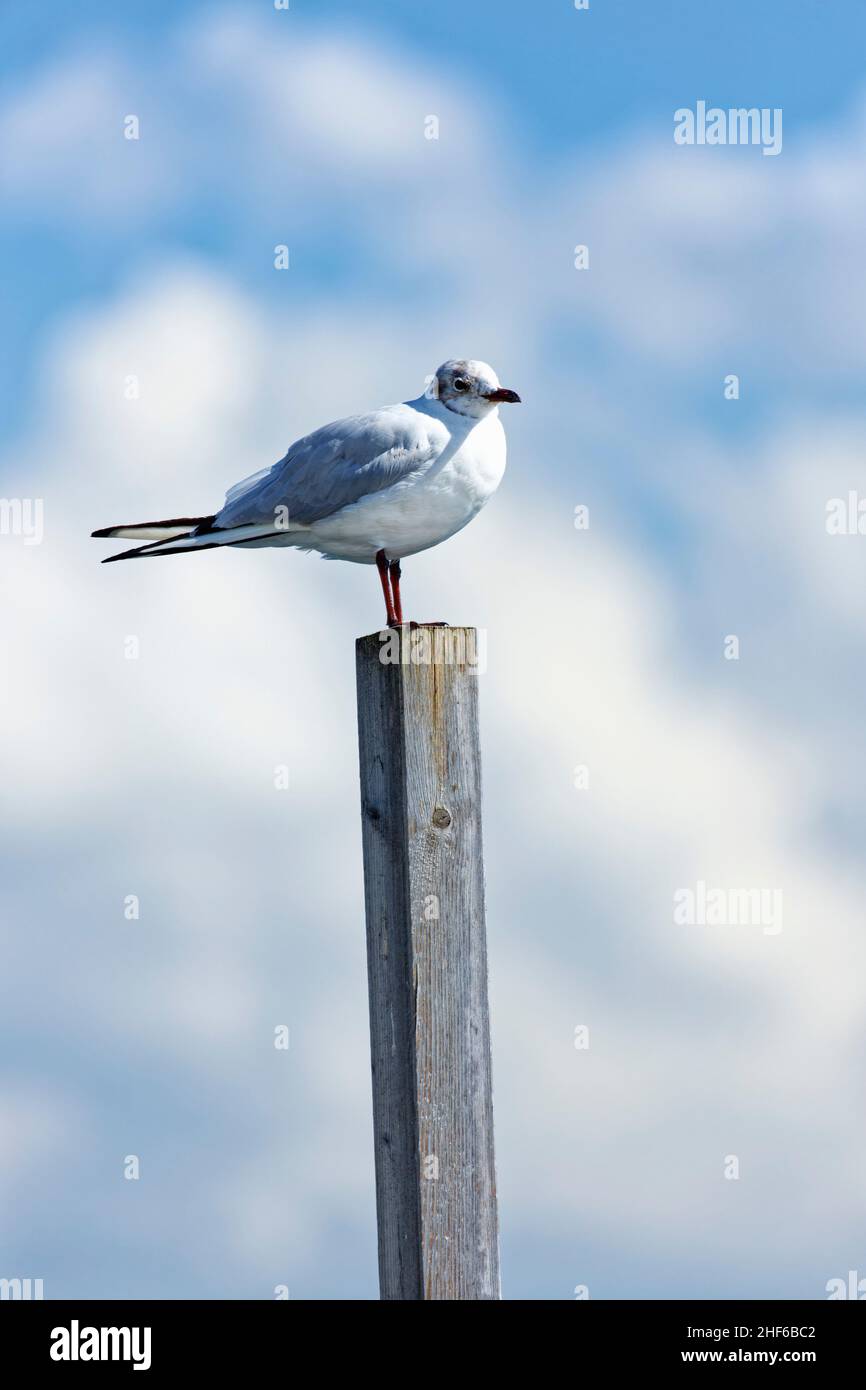 Un gabbiano siede su un delfino Foto Stock
