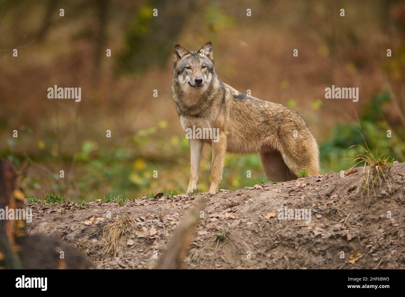 Lupo, Canis lupus in autunno Foto Stock