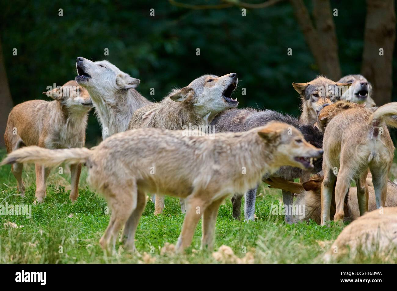 Lupi, lupus di Canis, urlando un gruppo di lupi Foto Stock