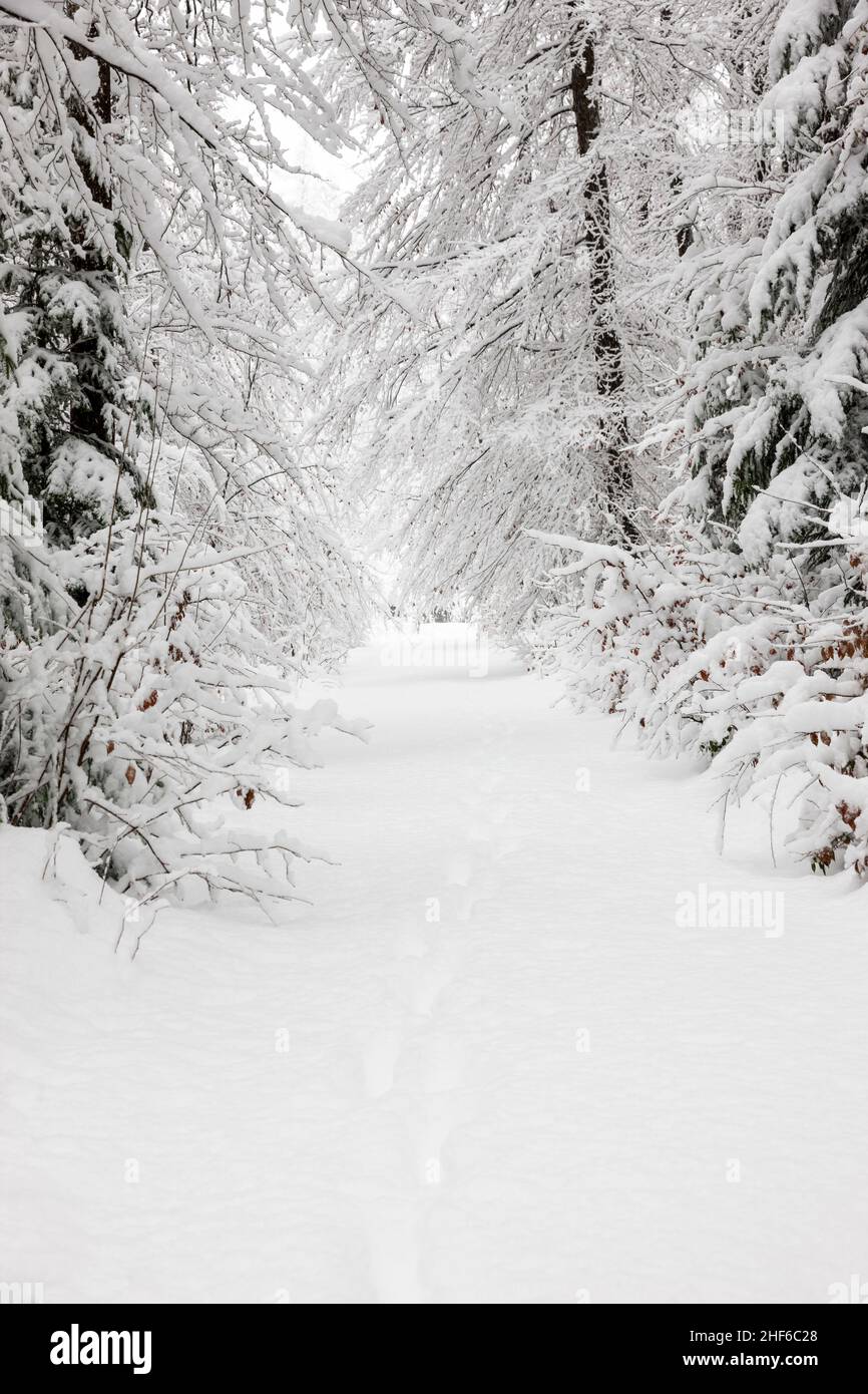 Percorso attraverso una foresta invernale coperta di neve Foto Stock