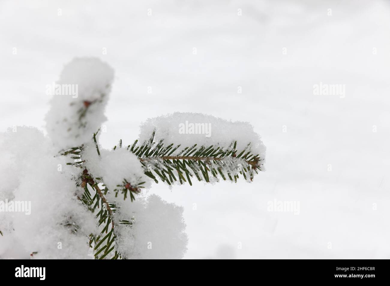 Rami innevati di abete in una foresta innevata di abete Foto Stock