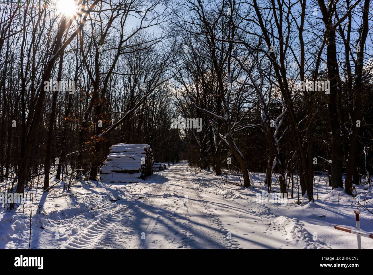 Sentiero forestale in inverno con molta neve per escursioni a piedi e a piedi Foto Stock