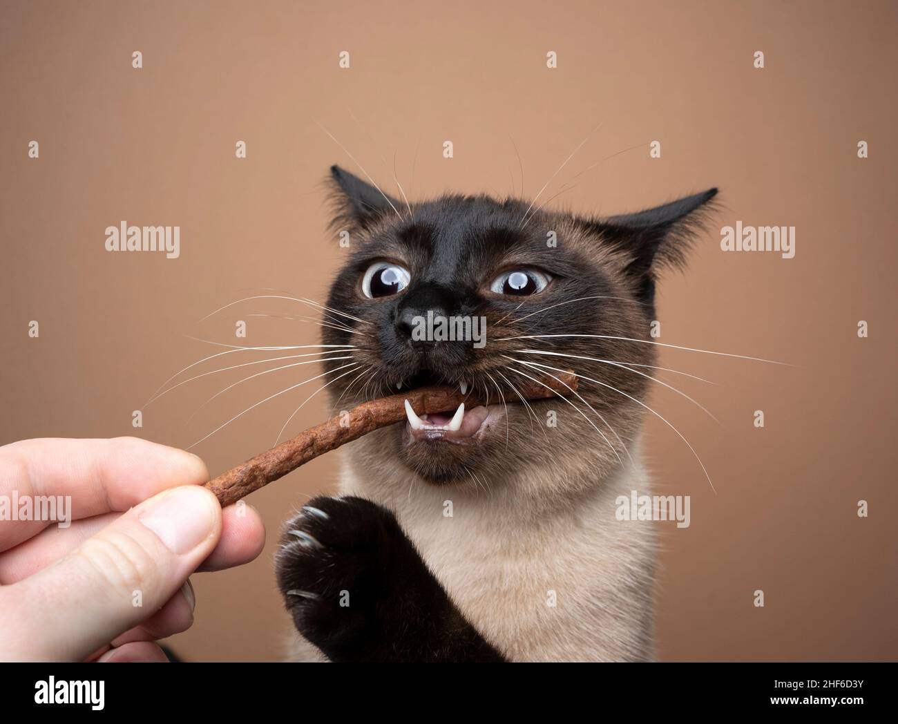 mano che alimenta il punto di tenuta affamato gatto siamese con il bastone del treats su sfondo marrone Foto Stock