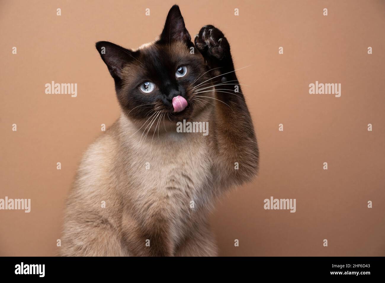 simpatico punto di tenuta siamese gatto sollevare zampa che sporge lingua grooming su sfondo marrone con spazio copia Foto Stock