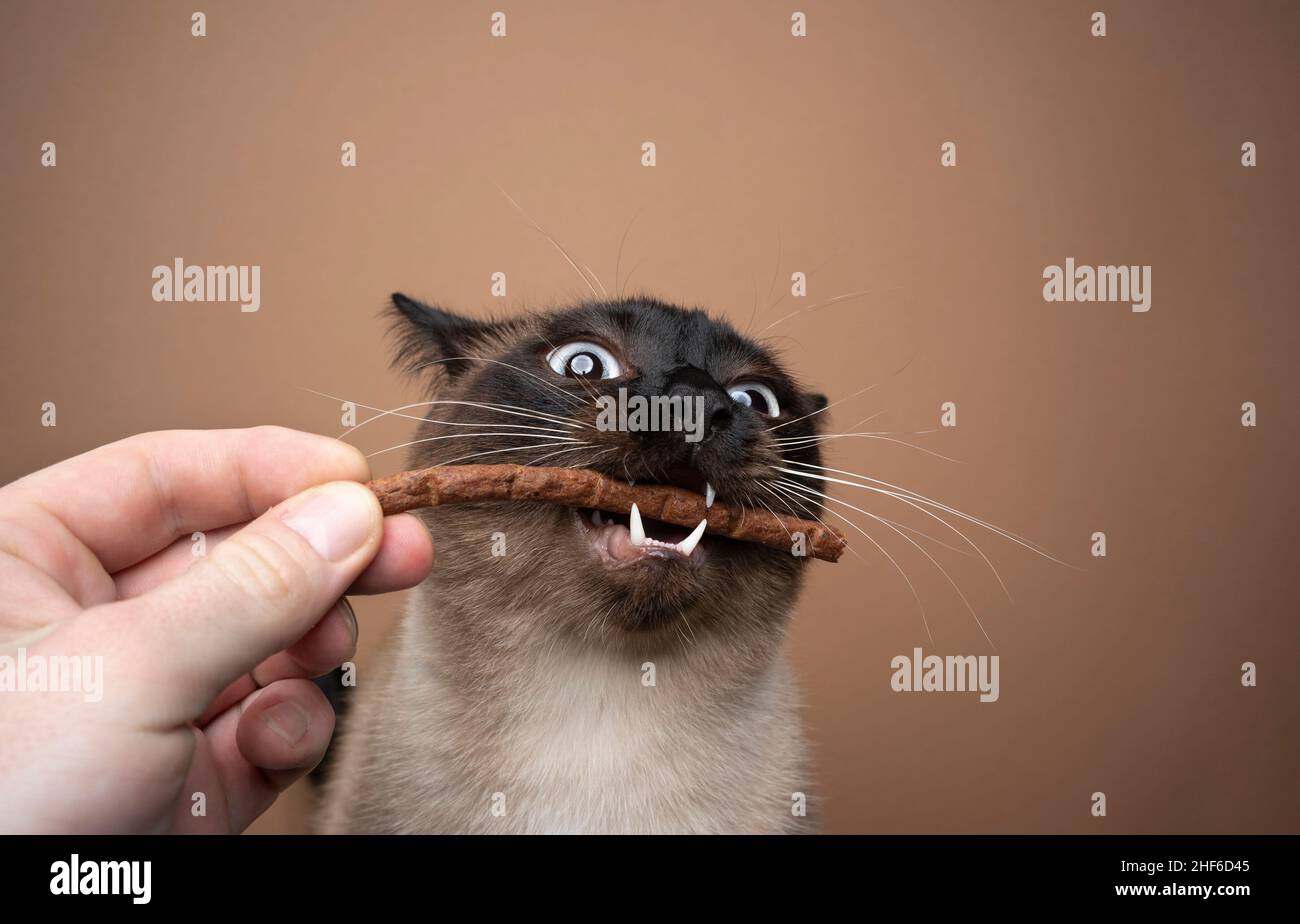 mano che alimenta il gatto siamese facendo faccia divertente mangiare un bastone trattamento con la bocca aperta su sfondo marrone con spazio copia Foto Stock