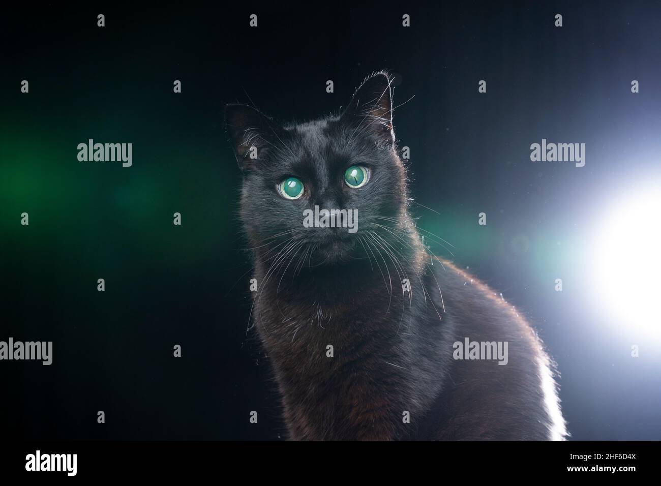 ritratto gatto nero cieco con occhi riflettenti retina su sfondo nero con lente svasata Foto Stock