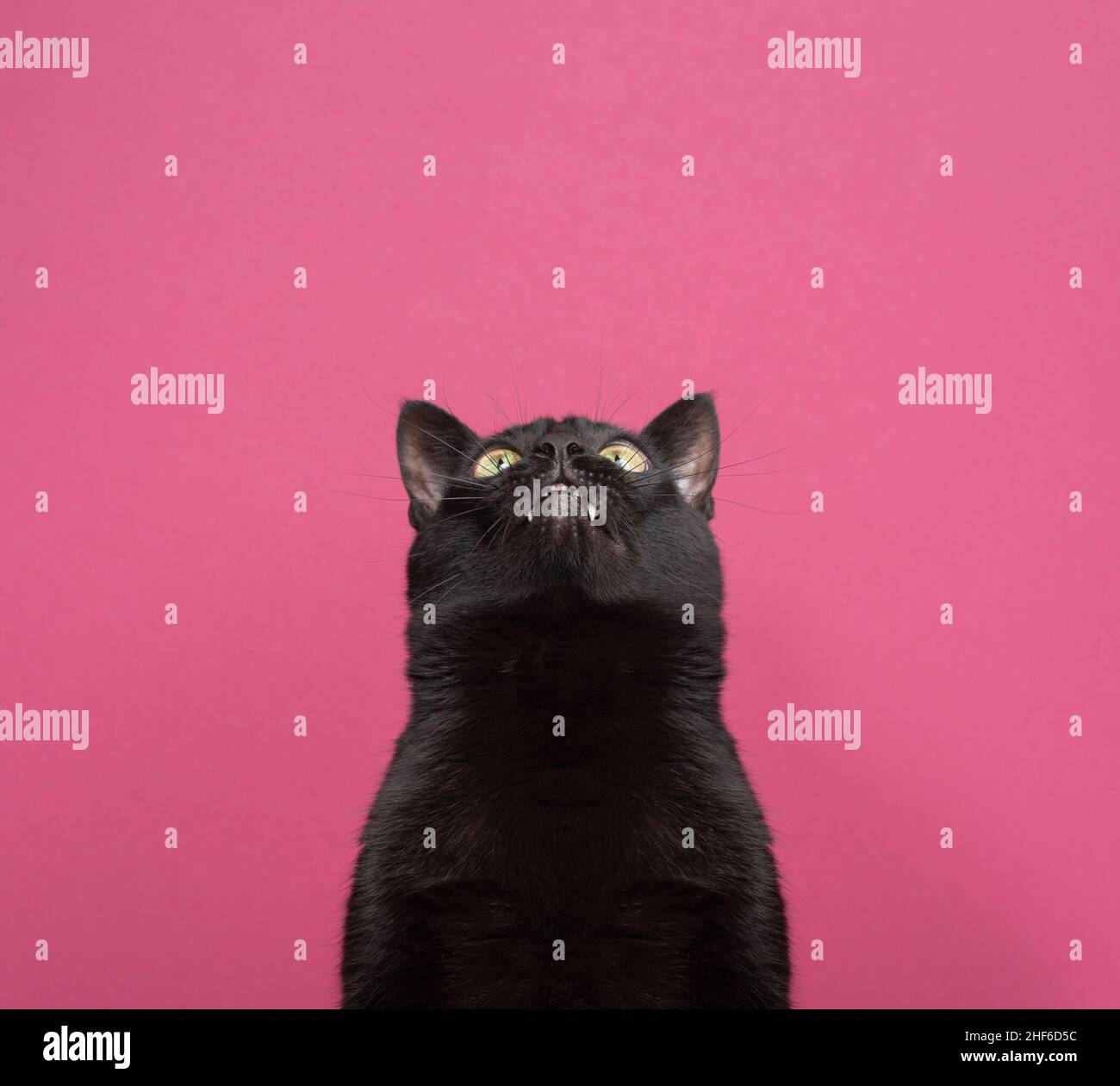 divertente gatto nero con gap dentale che guarda in alto curiosamente su sfondo rosa con spazio copia Foto Stock