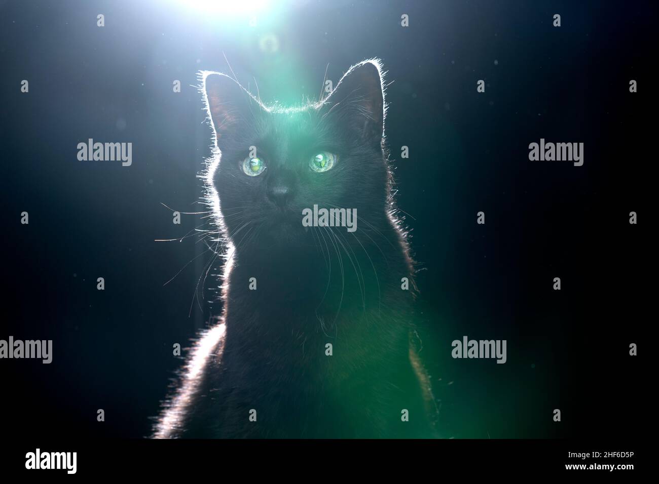 gatto nero cieco con occhi retiniche riflettenti ritratto su sfondo nero con retroilluminazione polverosa, spazio di copia e lente svasata Foto Stock