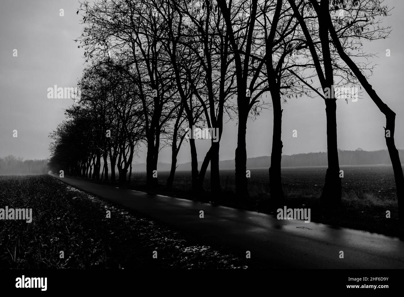 Percorso ciclabile in una giornata di nebbia bagnata in inverno, alberi senza fronzoli, profondità di campo molto bassa, bella bokeh morbido Foto Stock