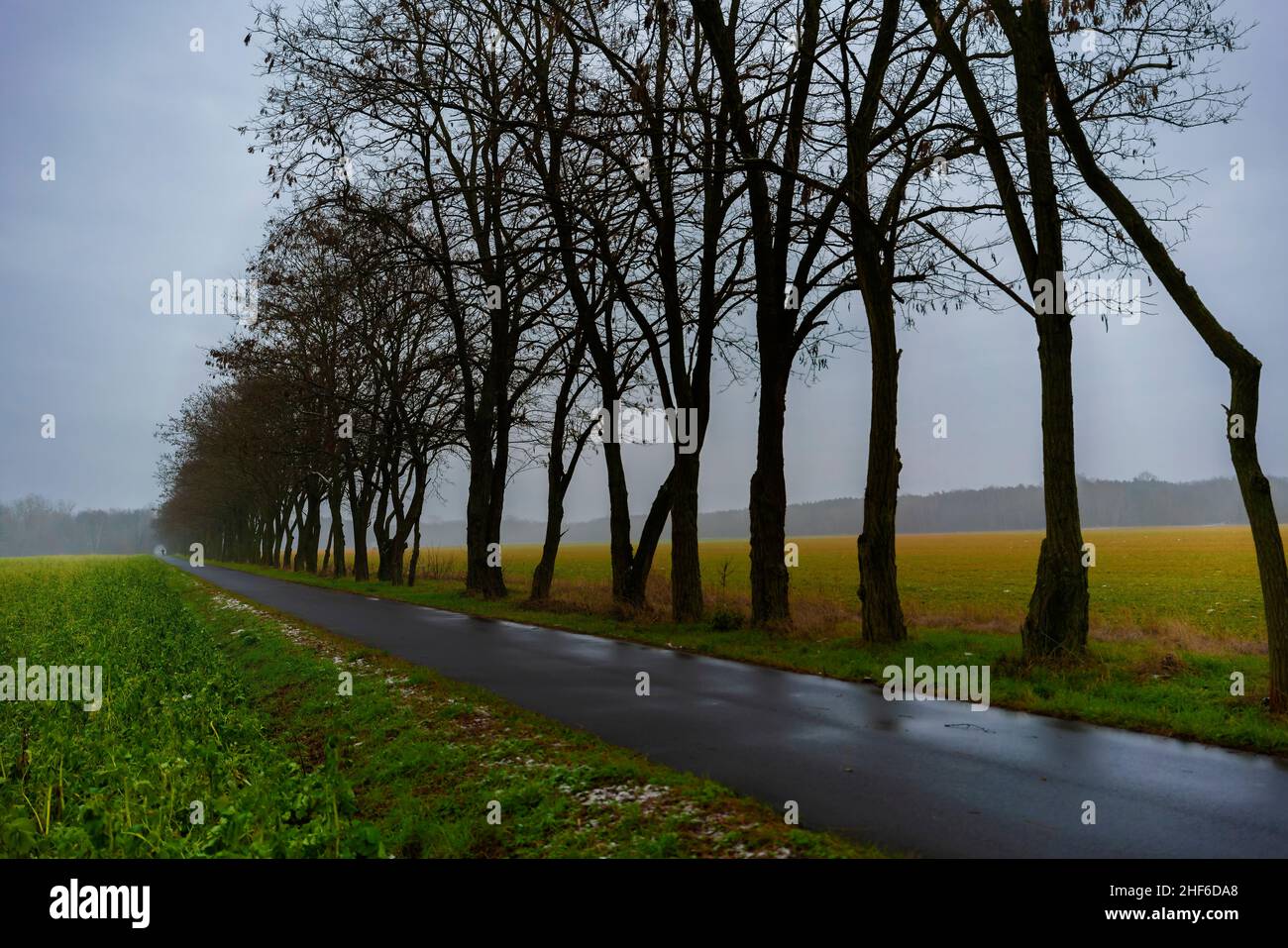 Percorso ciclabile in una giornata di nebbia bagnata in inverno, alberi senza fronzoli, profondità di campo molto bassa, bella bokeh morbido Foto Stock