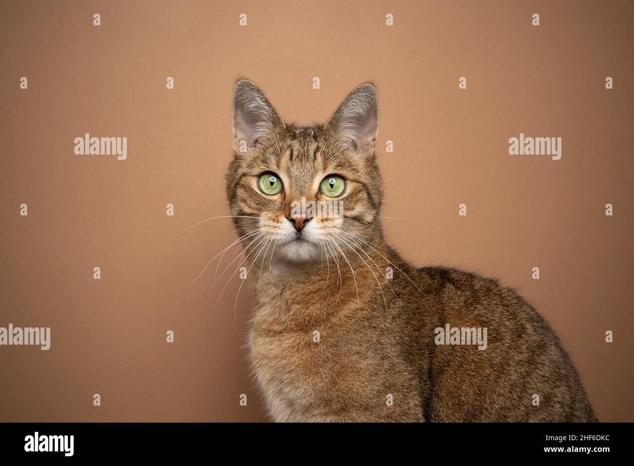 bellissimo gatto tabby marrone chiaro con occhi verdi ritratto su sfondo marrone con spazio copia Foto Stock
