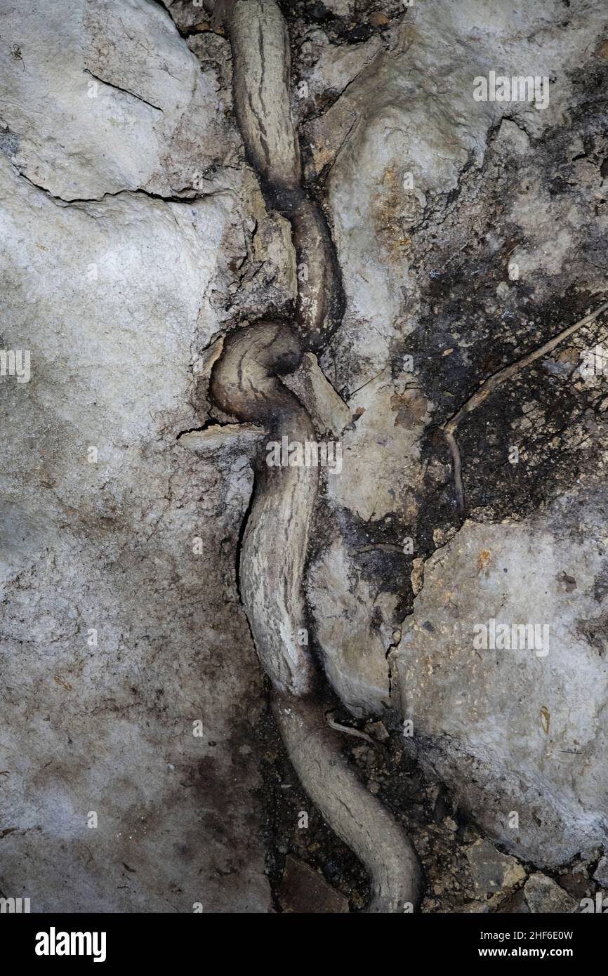 Grotte di Vaux, Francia, radice nella roccia Foto Stock