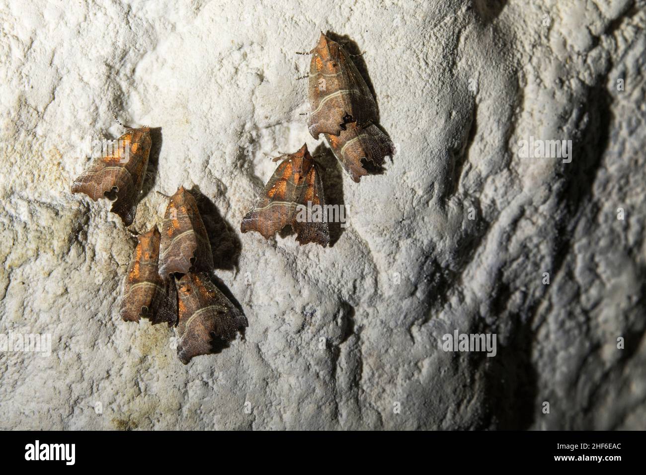 Moth in una grotta, Francia Foto Stock