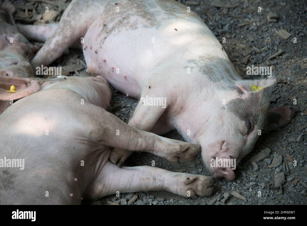 Museo di Storia locale di Ballenberg, Brienz, Svizzera Foto Stock