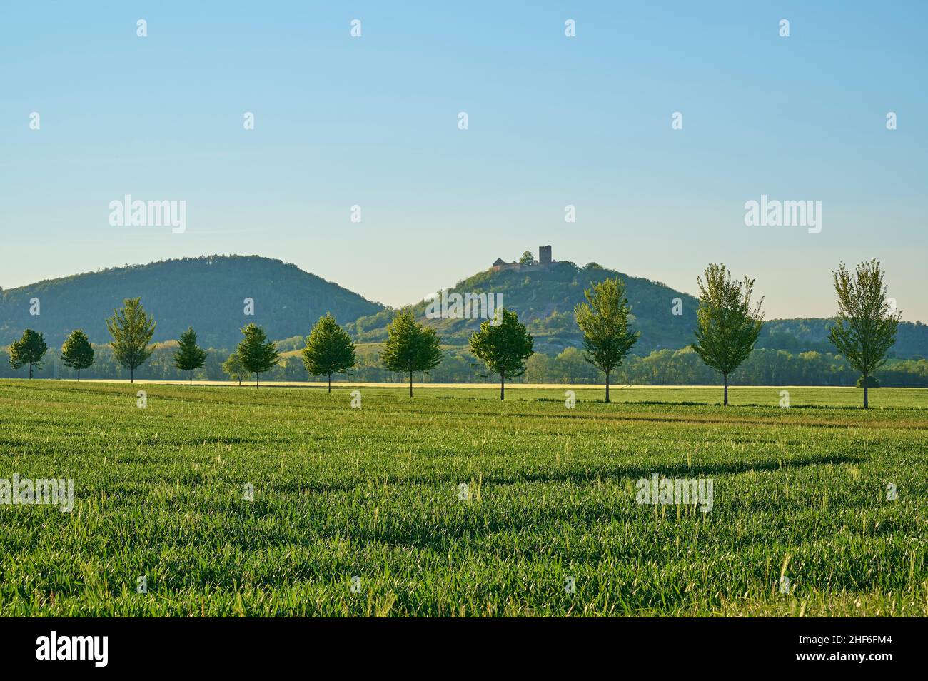 Castello Gleichen, campo, fila di alberi, primavera, Drei Gleichen, Distretto Gotha, Turingia, Germania Foto Stock