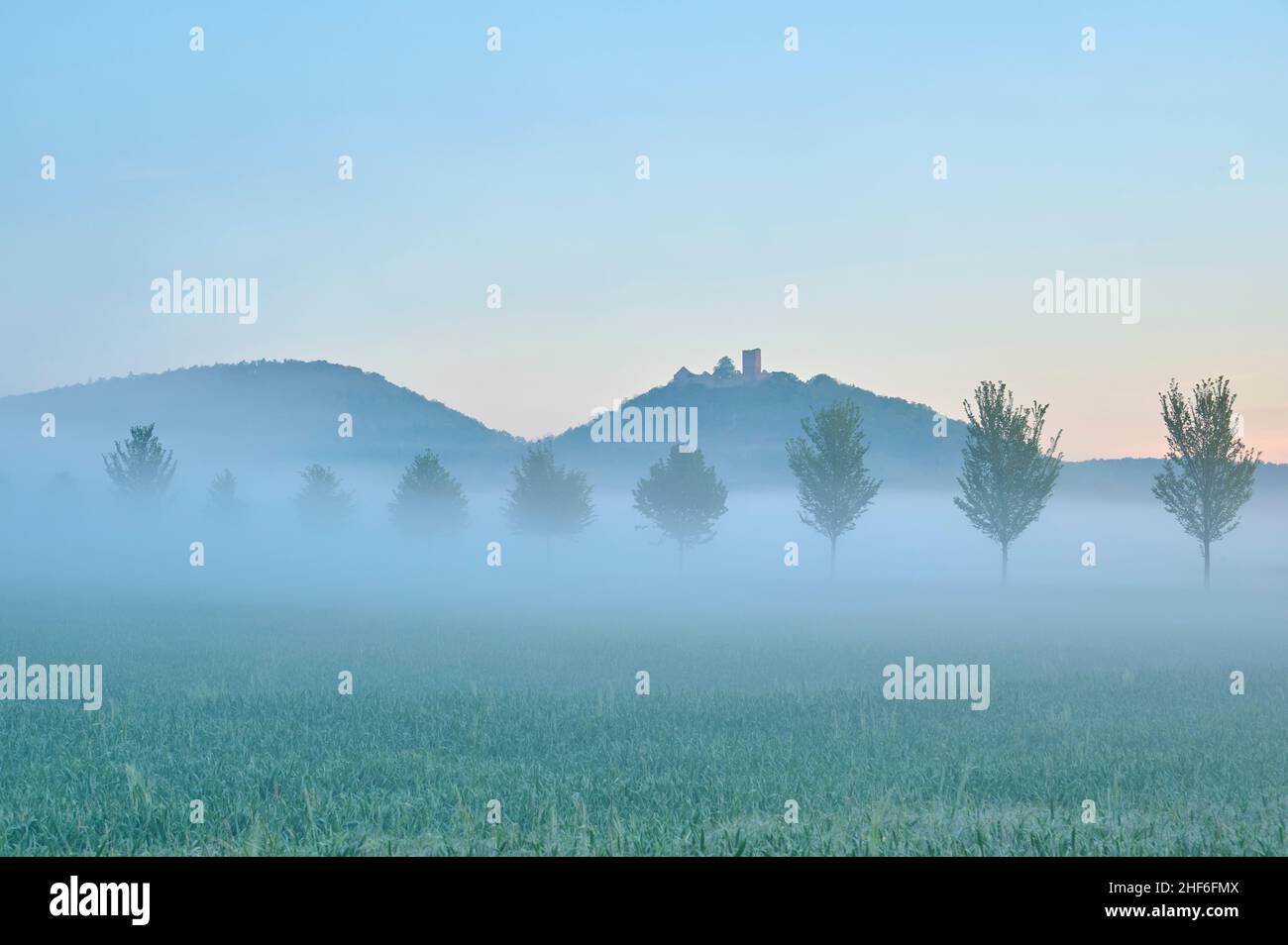 Castello di Gleichen, campo, fila di alberi, nebbia, crepuscolo, Spring, Drei Gleichen, distretto di Gotha, Turingia, Germania Foto Stock