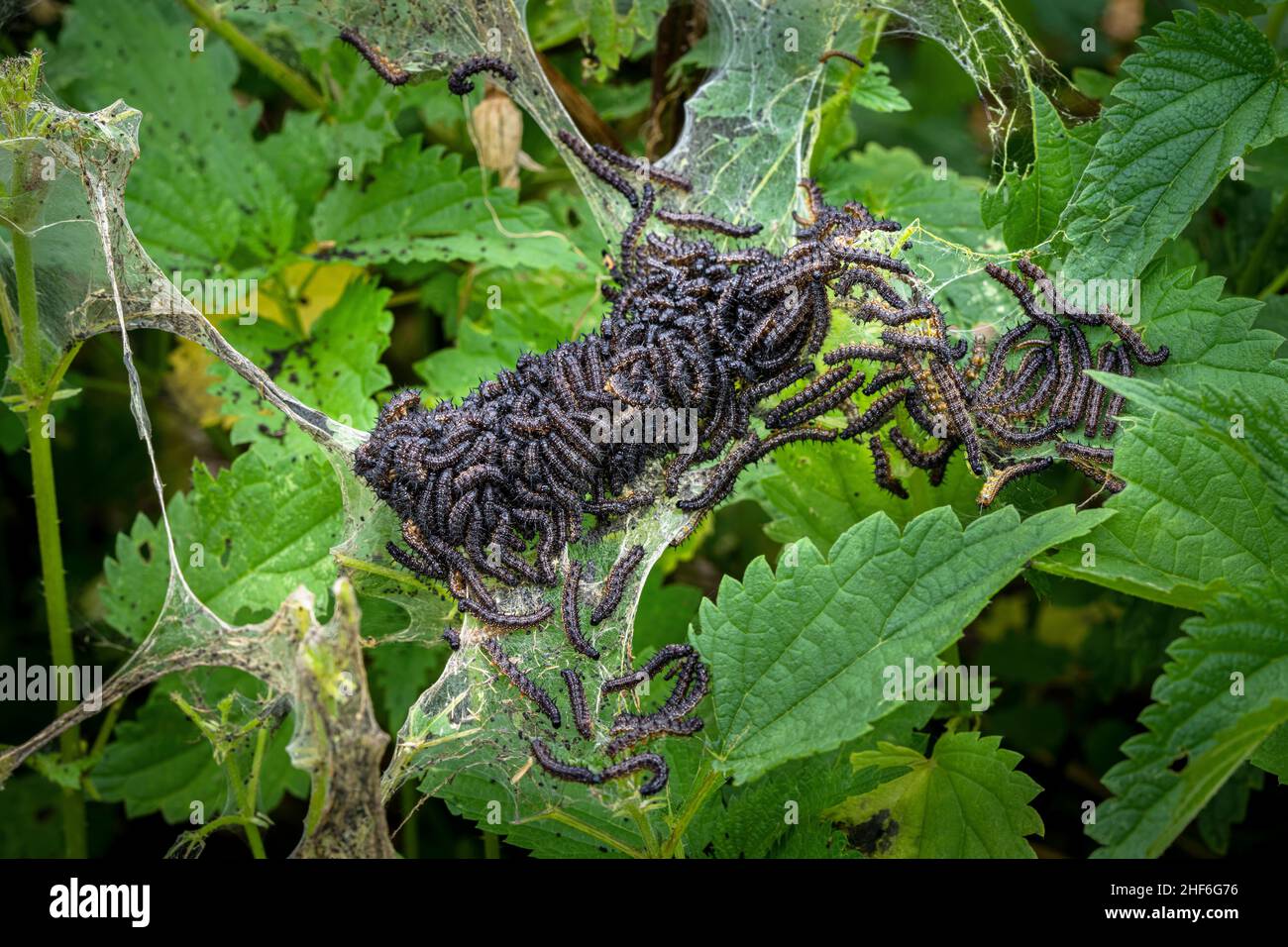 Farfalla di pavone Caterpillar Foto Stock