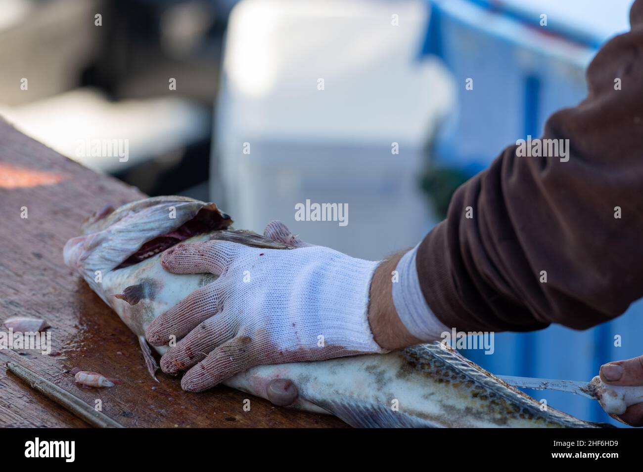 Un primo piano di uno chef filetta e pulisce il merluzzo su un tagliere di legno su un molo con un coltello. Il merluzzo bianco fresco dell'Atlantico viene tagliato e preparato Foto Stock