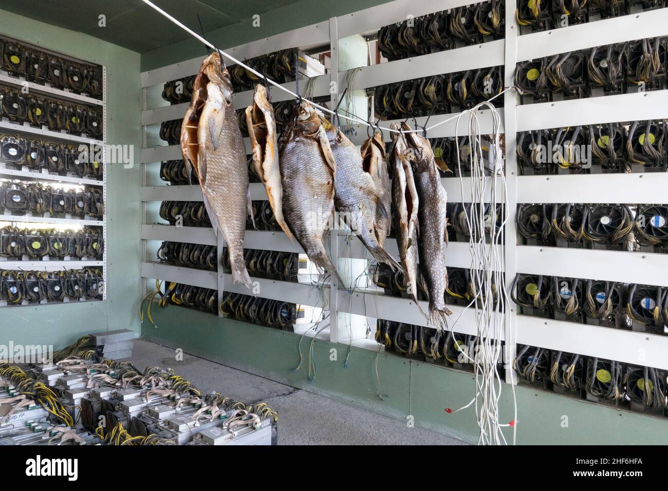 Russia, Siberia, Usolje-Sibirskoje, azienda mineraria Siberia, pesci secchi su una linea di cavi di rete in aria calda di scarico Foto Stock