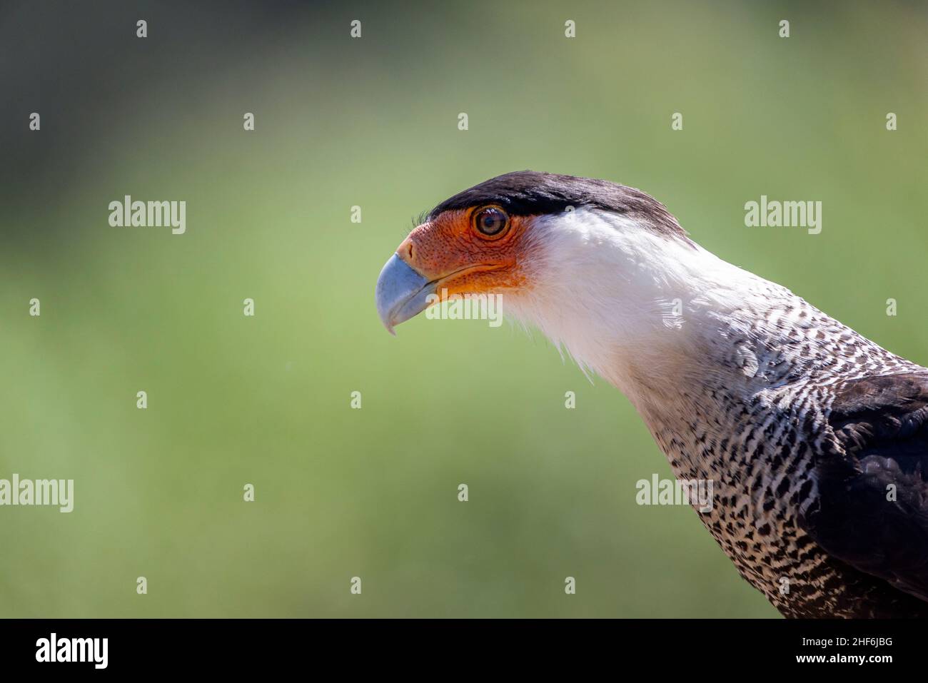 Caracara caraibica nei grandi spazi aperti del Costa Rica. Foto Stock