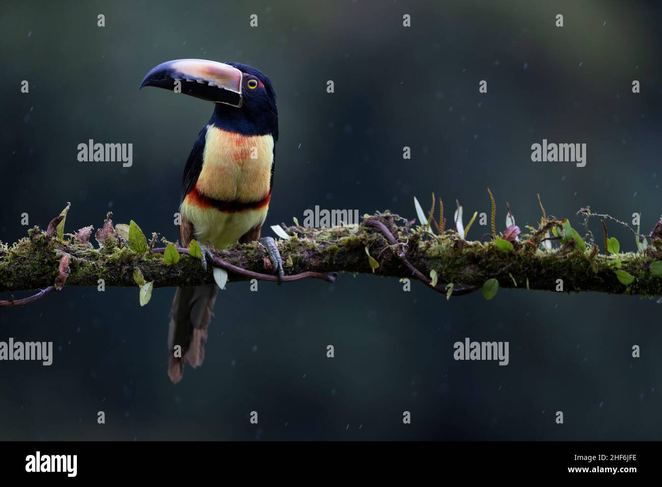 Arassari Free Life colletto in Costa Rica. Foto Stock