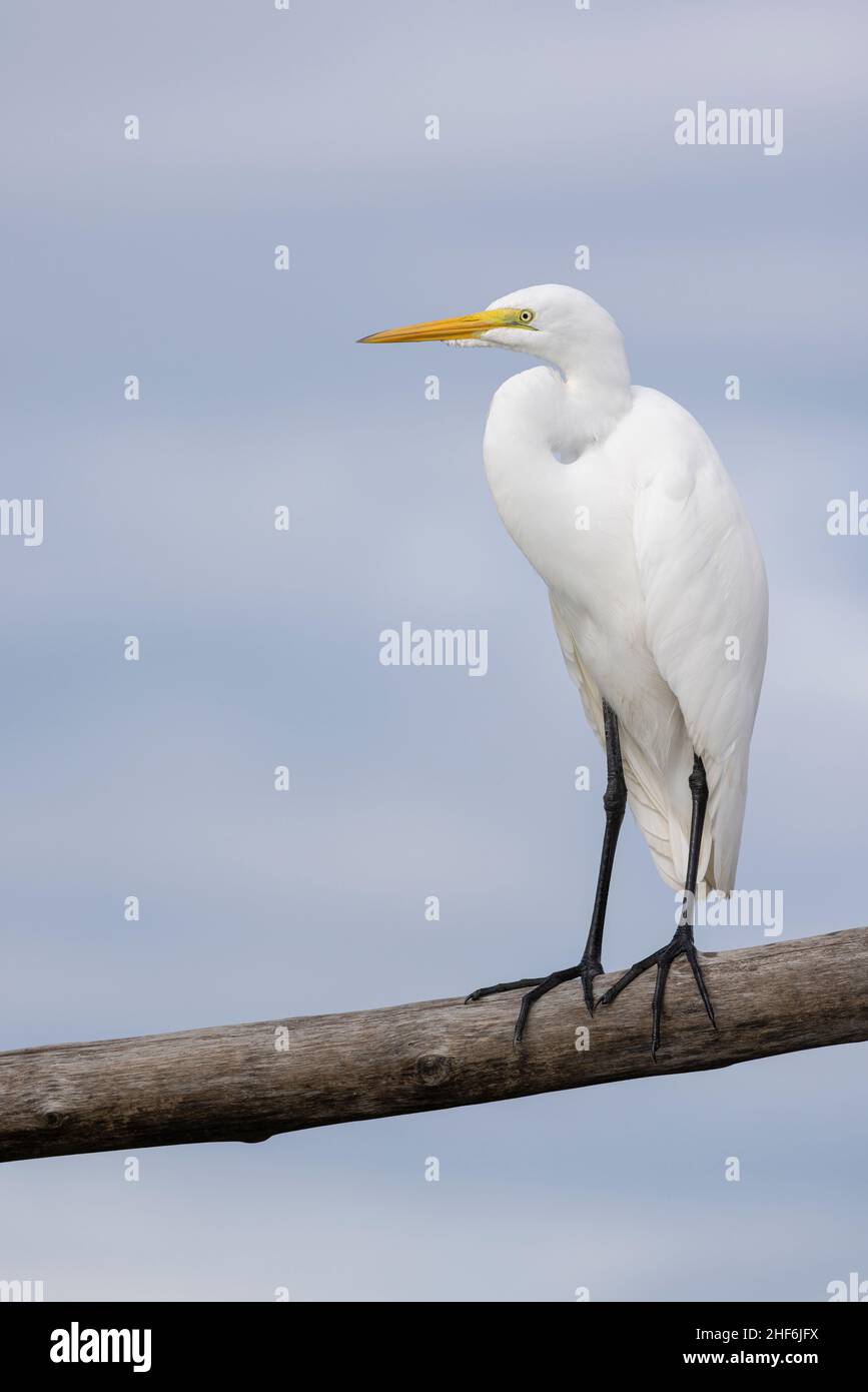 Grande Egret che vive nella natura selvaggia in Costa Rica. Foto Stock