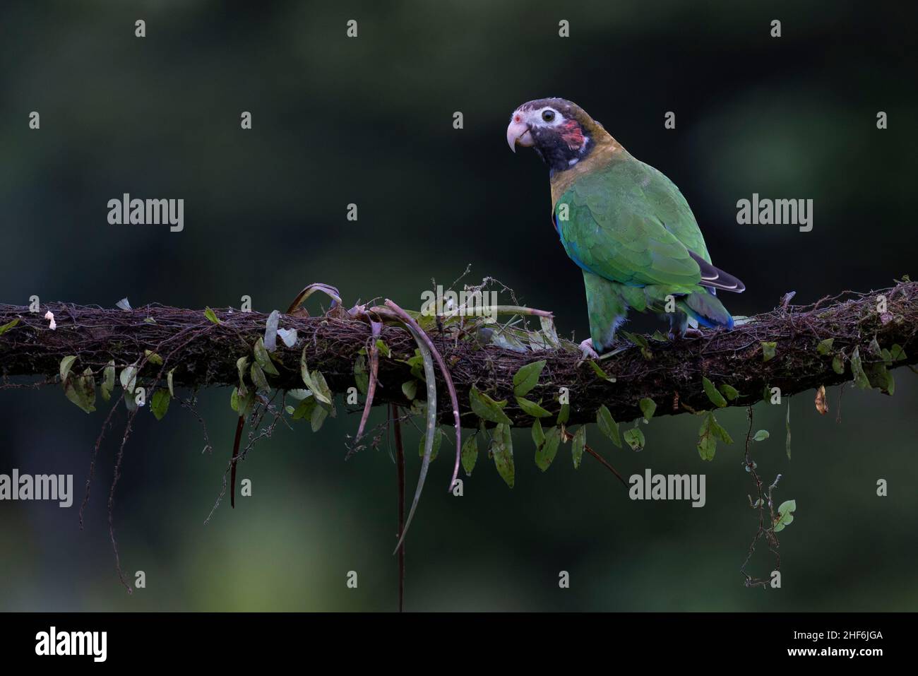 Pappagallo grigio-cheeked che vagano liberamente in Costa Rica. Foto Stock