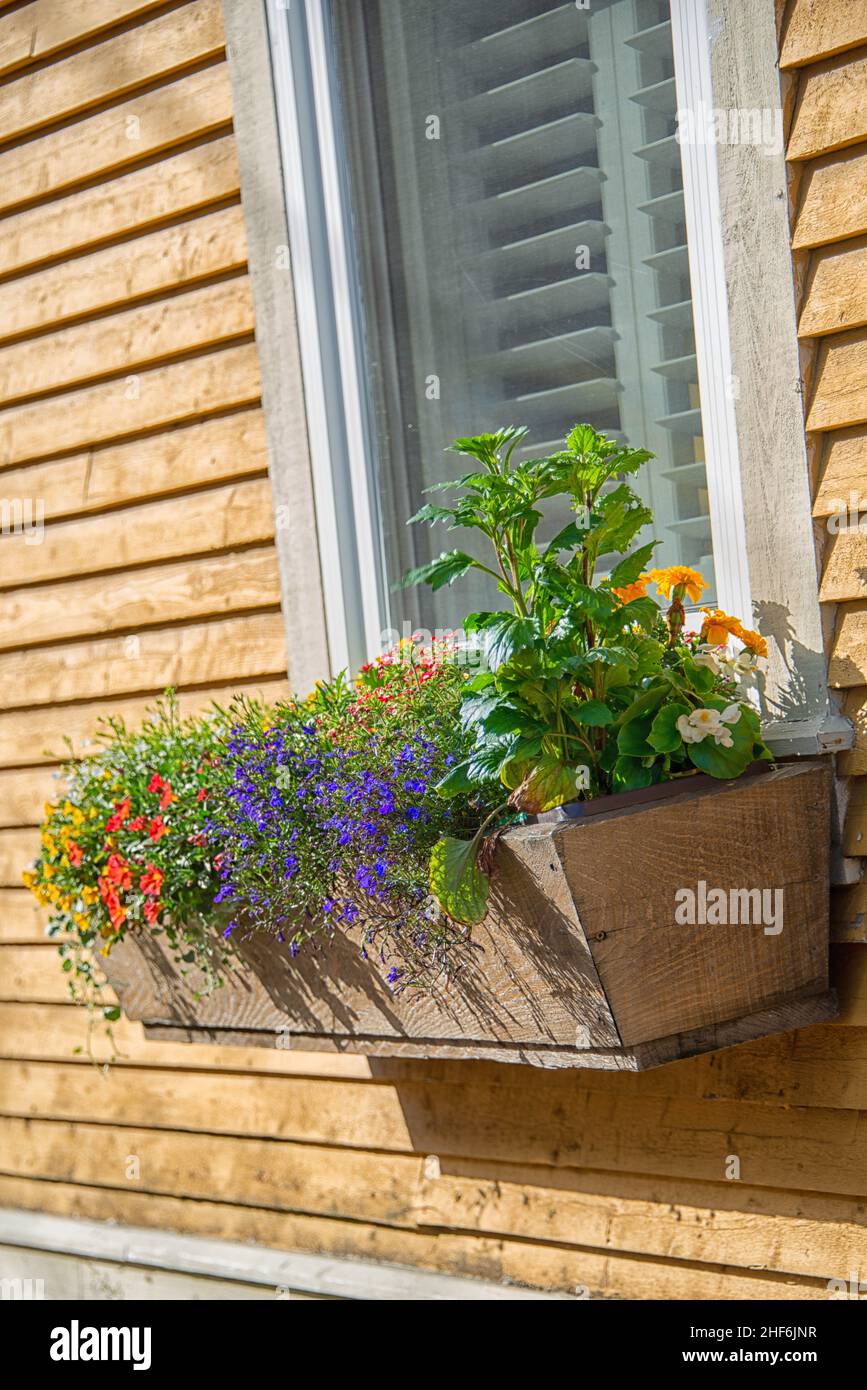 Una scatola di fiori di fiori bianchi, viola e gialli in fiore. La scatola di fiori di legno è appesa sotto un'antica finestra di vetro con finiture bianche all'esterno Foto Stock