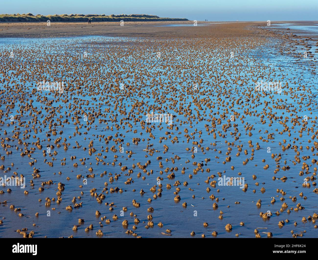 La marina di Arenicola o di tenia arenaria calca sulla spiaggia di Titchwell Norfolk Foto Stock