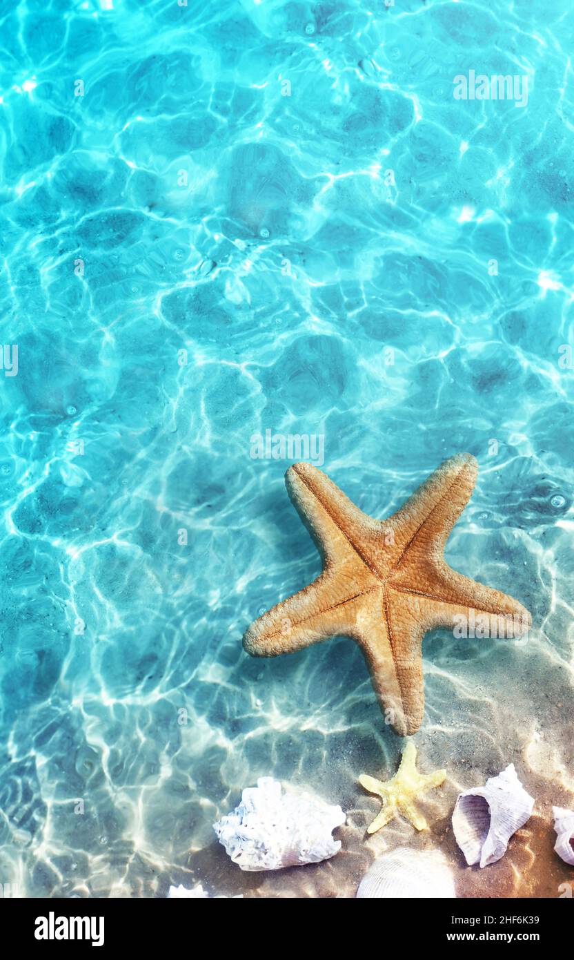 Stella Marina e conchiglia in estate spiaggia in acqua di mare. Estate sfondo. L'estate. Foto Stock