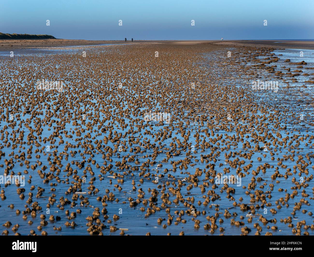 La marina di Arenicola o di tenia arenaria calca sulla spiaggia di Titchwell Norfolk Foto Stock