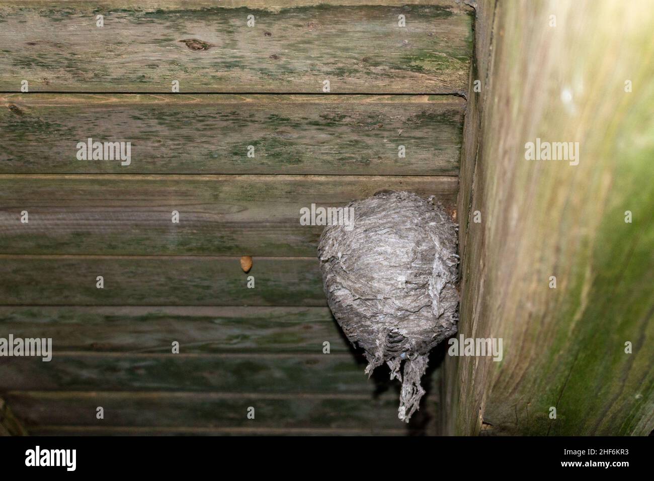 Un grande nido di corno di vespa è attaccato ad un ponte del patio di legno. Il materiale di carta grigio è in strati che formano una forma rotonda con un piccolo foro circolare. Foto Stock
