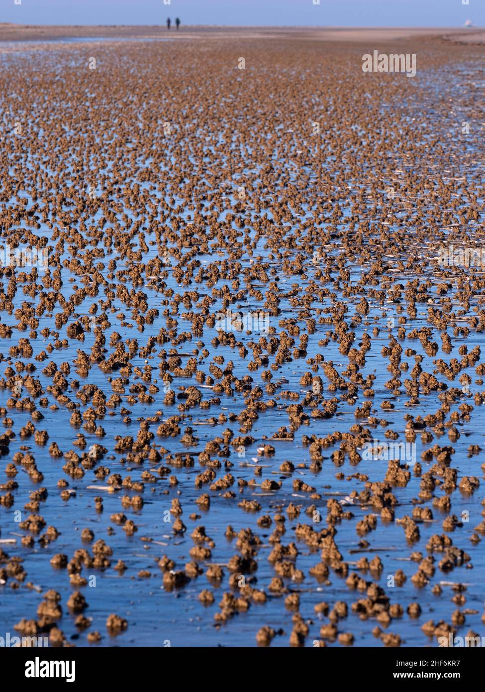 La marina di Arenicola o di tenia arenaria calca sulla spiaggia di Titchwell Norfolk Foto Stock