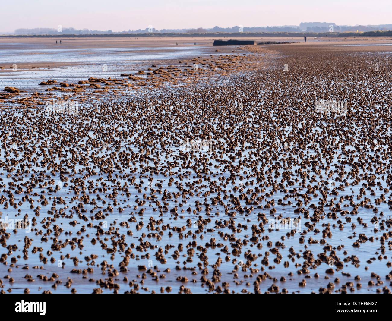 La marina di Arenicola o di tenia arenaria calca sulla spiaggia di Titchwell Norfolk Foto Stock