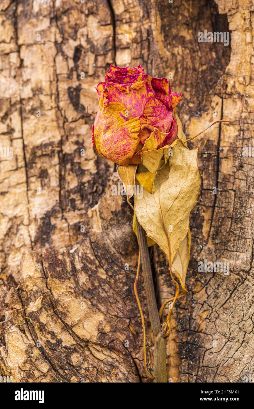 Petali di rosa secchi su sfondo di legno, vita morta floreale Foto Stock