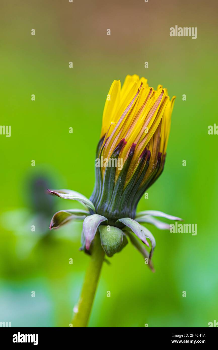 Biancospino ruvido (Crepis biennis), fiore Foto Stock