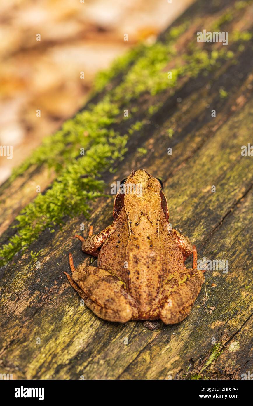 Toad, toad del Natterjack, bufo calamita Foto Stock