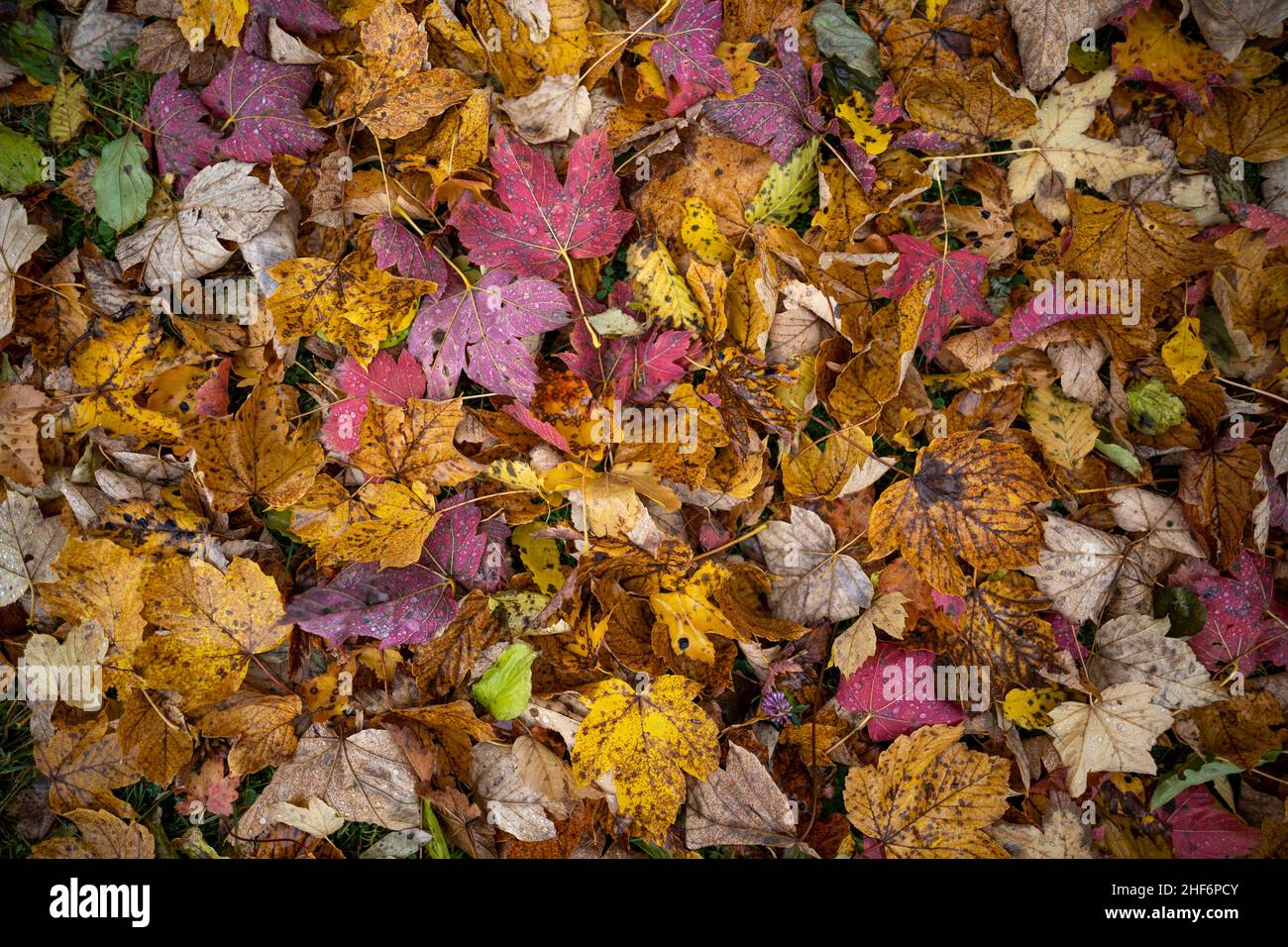 Meravigliose foglie autunnali dai colori vivaci come modello per la colorata stagione autunnale Foto Stock