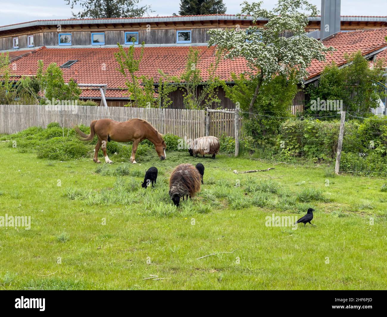 Un cavallo, due pecore e uccelli stanno facendo un pasto in un prato verde di fronte a una casa Foto Stock