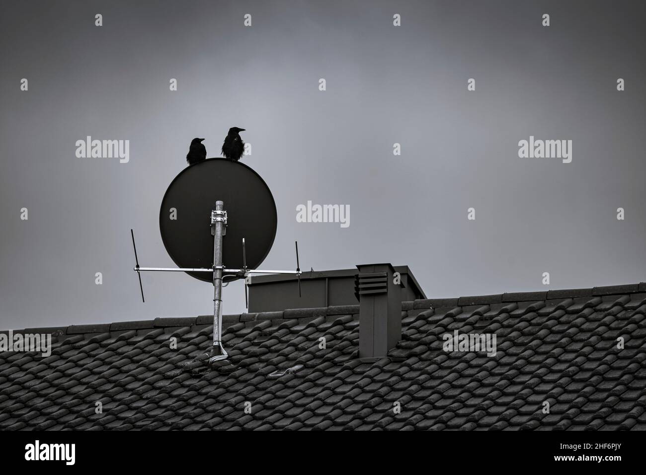 Due uccelli sono seduti su un piatto satellito sul tetto di una casa in bianco e nero Foto Stock