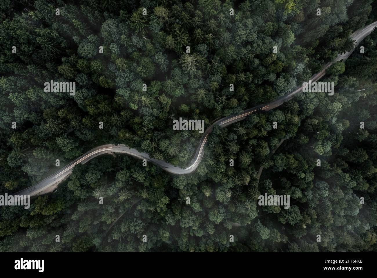 Strada tortuosa all'interno di una foresta da una vista dall'alto verso il basso di un drone in una serata di nebbia con una retroilluminazione auto Foto Stock