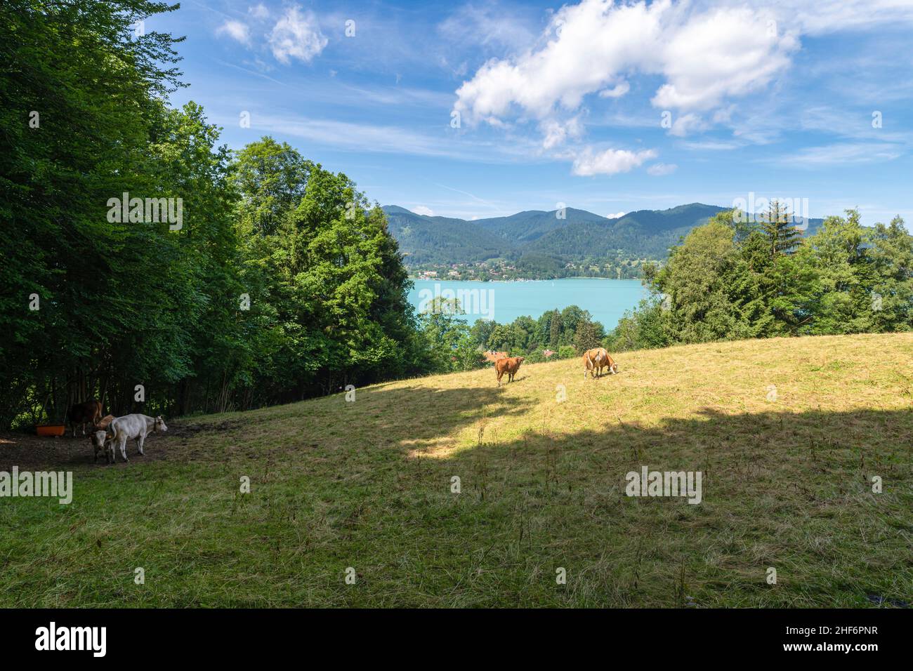 Mucche da pascolo come simboli per lo scarico di anidride carbonica co2 e la bella natura del Tegernsee bavarese in un contrasto ambientale Foto Stock