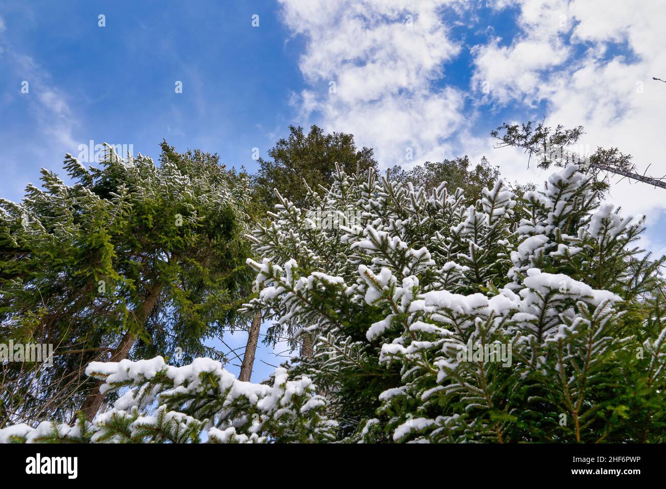 Foresta invernale, alti alberi di abete rosso, Picea abies, coperto di neve contro il bel cielo blu con nuvole bianche puffy. Foto Stock