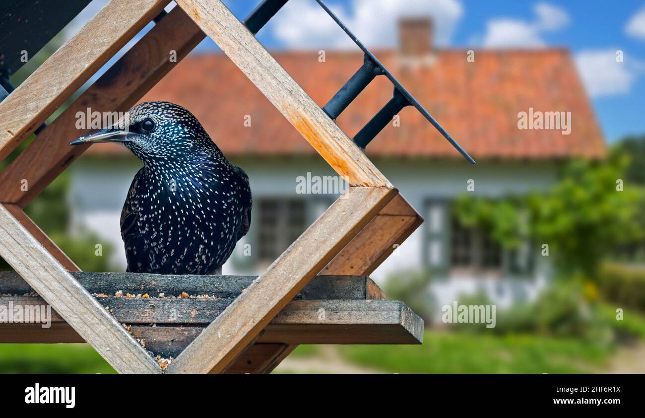 Comune Starling / Starling europeo (Sturnus vulgaris) mangiare da alimentatore di uccelli / alimentatore di uccelli in giardino di casa in campagna Foto Stock