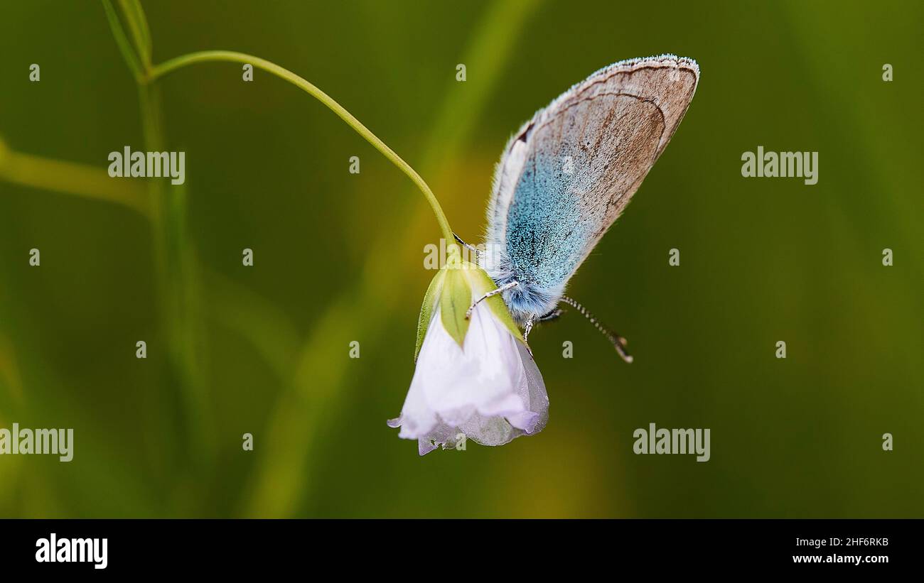 Grecia, Isole greche, Isole IONIE, Corfù, sud-est dell'isola, zone umide, Alikes Lefkimis, farfalla su fiore bianco, macro shot, sfondo sfocato Foto Stock