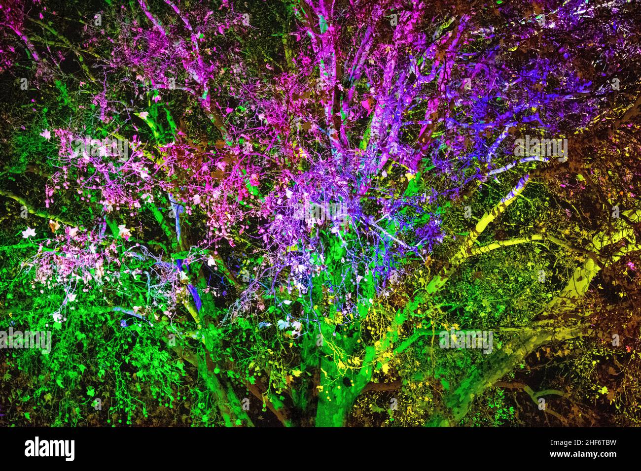 Alberi con le loro foglie e rami che illuminano una serie di colori diversi in una sera scura e croccante in autunno. Tour o passeggiata dei fantasmi di Halloween Foto Stock