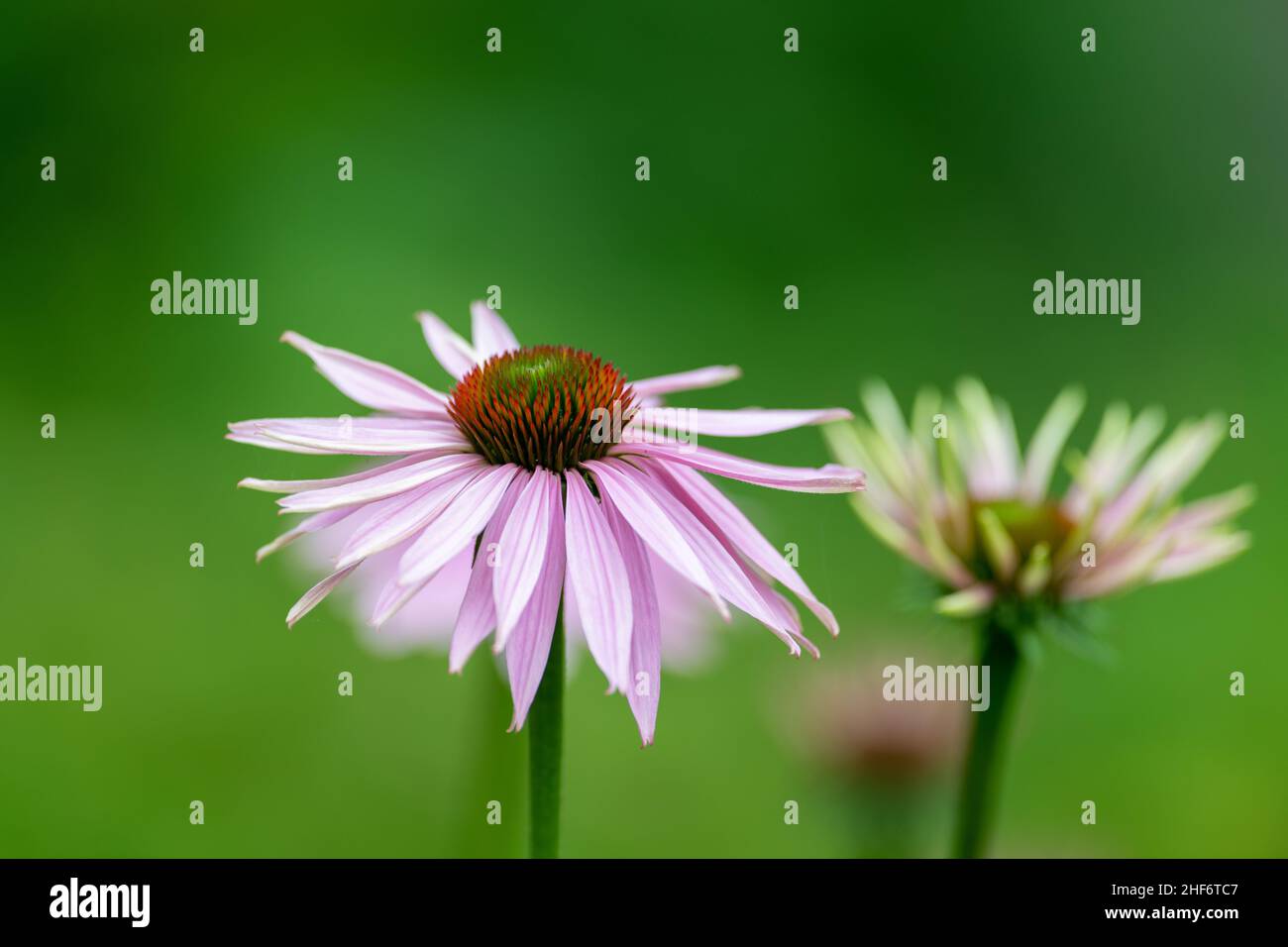 Più monoflowers di echinacea viola pallido con un lungo gambo verde e un vibrante sfondo verde. La fioritura del Coneflower è perenne. Foto Stock