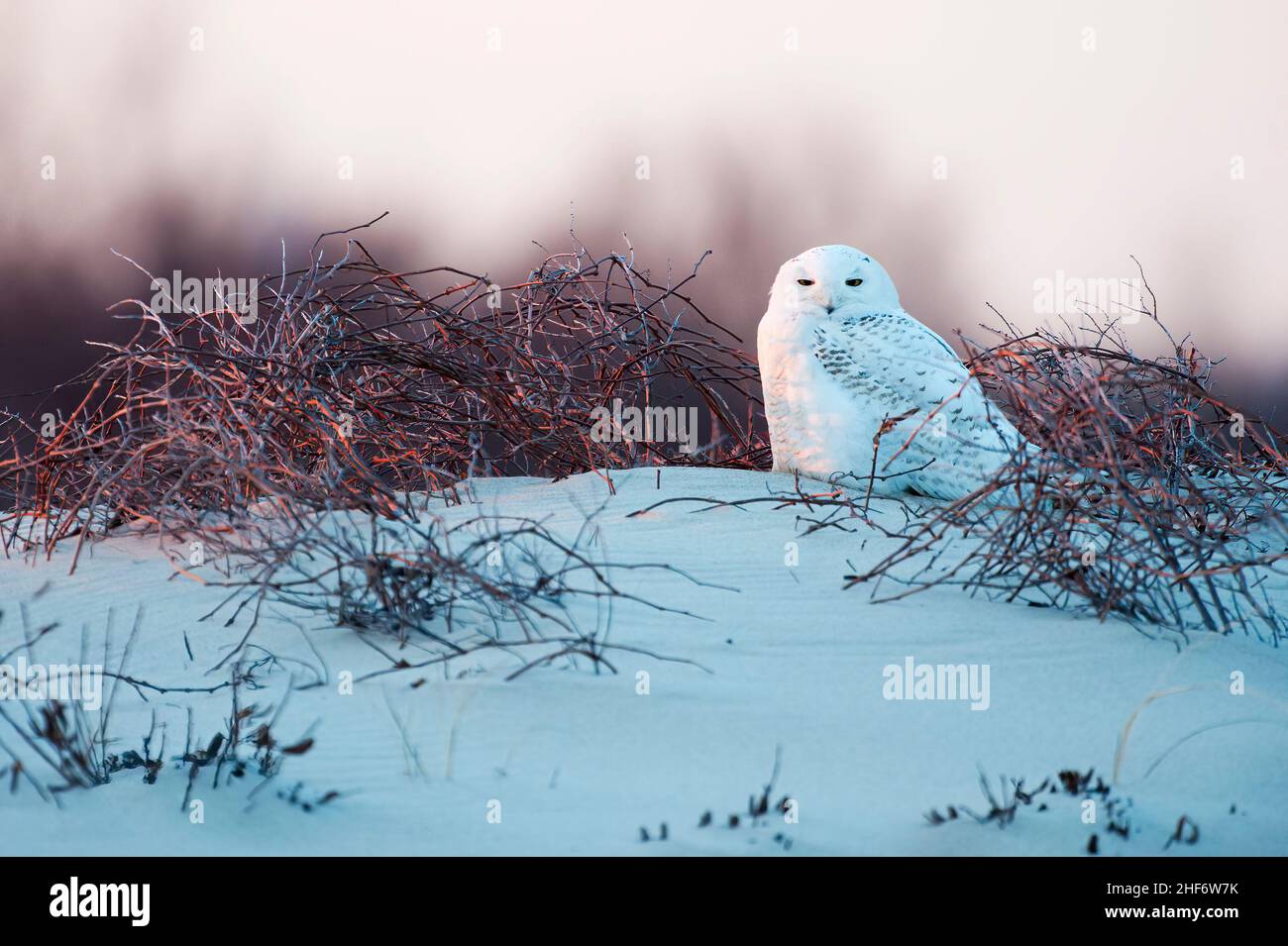 Gufo innevato nell'habitat delle dune Foto Stock