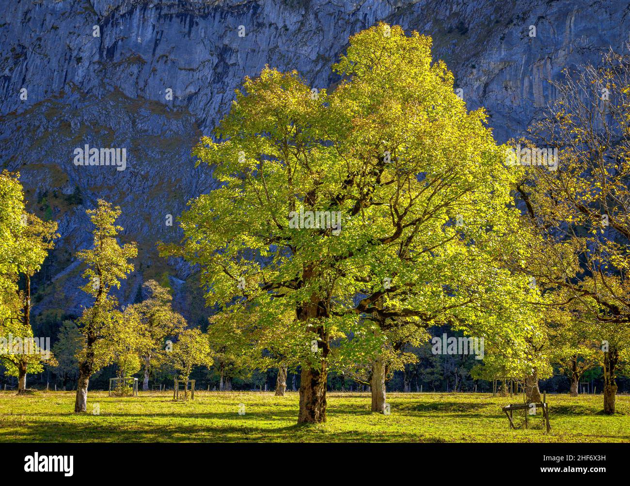 Acero di montagna (Acer) in autunno, Großer Ahornboden, Eng, Vomp, Hinterriß, Tirolo, Austria, Europa Foto Stock