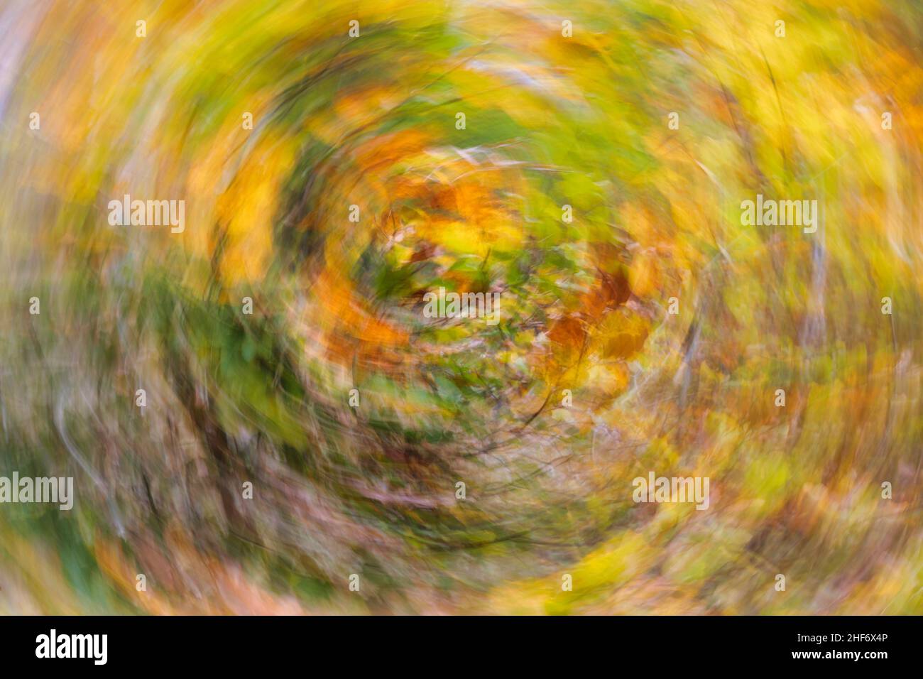 immagine astratta, colori astratti autunnali, foglie di faggio Foto Stock